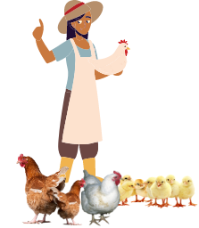 Interchick chicken layers farm