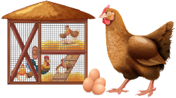 Interchick chicken breeder farm