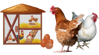 Interchick chicken breeder farms