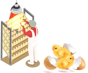 Interchick chicken hatchery icon