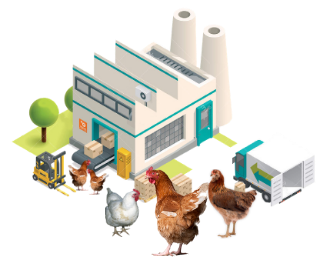 Interchick chicken poultry center