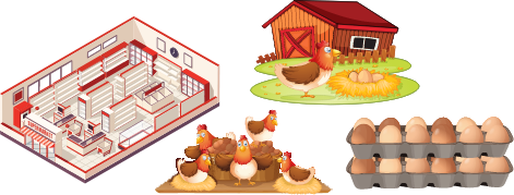 Interchick chicken farm icons : eggs, breeder farms and restaurant