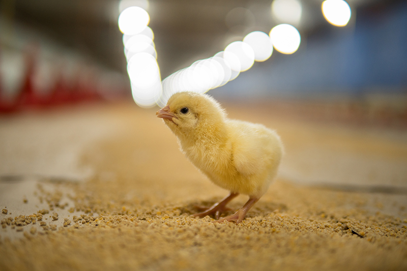 Chicks Brooding | Poultry Farming in Tanzania