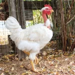 Interchick naked neck chicken at the home farm