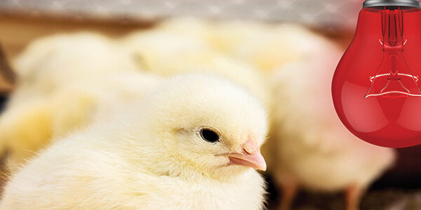 Interchick day old chicks brooding | Poultry farm in Tanzania