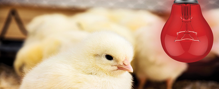 Interchick day old chicks brooding | Poultry farm in Tanzania