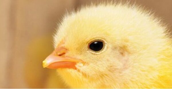 Interchick day old chick